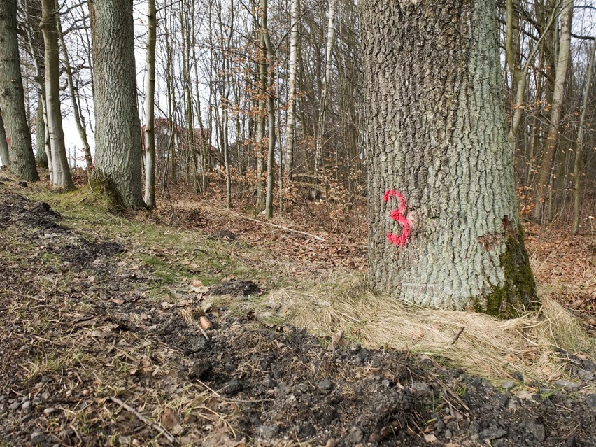 Dorodne drzewa do wycięcia? Na trasie Bukówka – Swochowo mieszkaniec Słupska zauważył oznakowania na pniach
