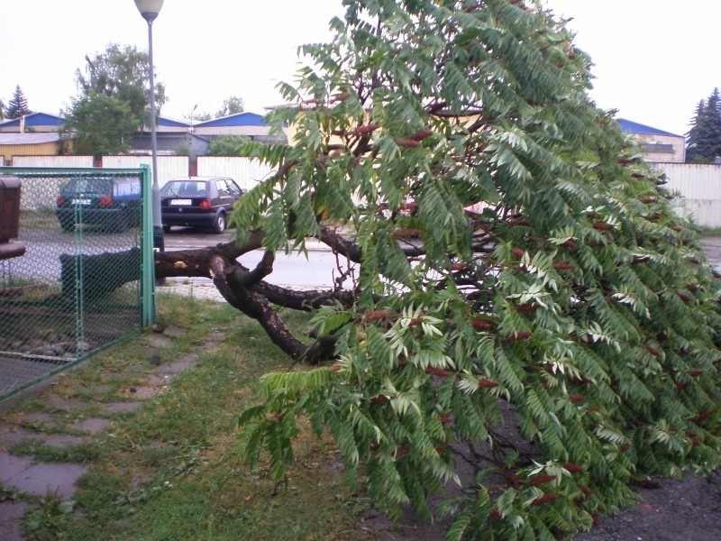 Złamane drzewo przy ul. L. Staffa.