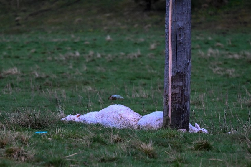 Tatry. Piorun zabił 11 owiec na Siwej Polanie. Juhas chwilę wcześniej odszedł od stada 