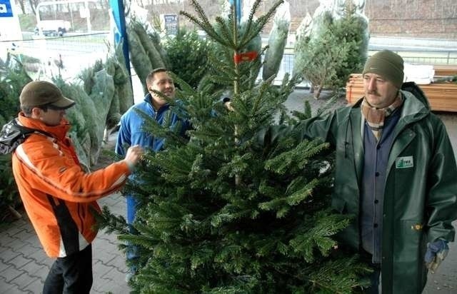 W Castoramie także nie brakuje żywych choinek. Dwumetrowa...