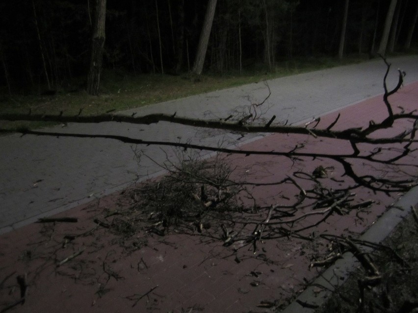 Orkan Sabina uderzył. Wichura nad regionem słupskim. Zerwane linie energetyczne i powalone drzewa 