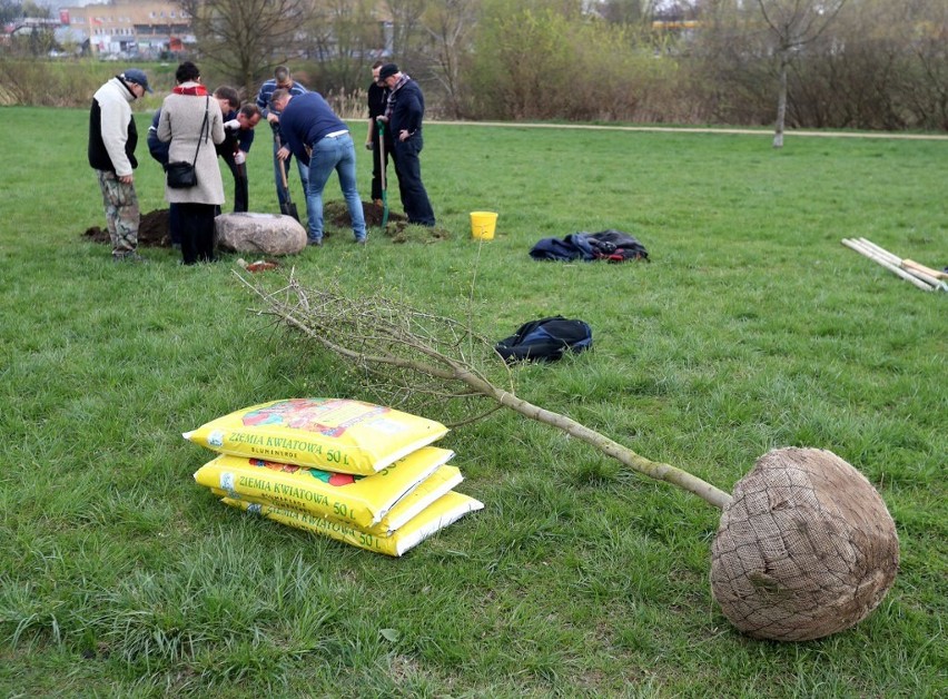 Drzewko zasadzone. W sobotę zawisną smoczki [zdjęcia, wideo]