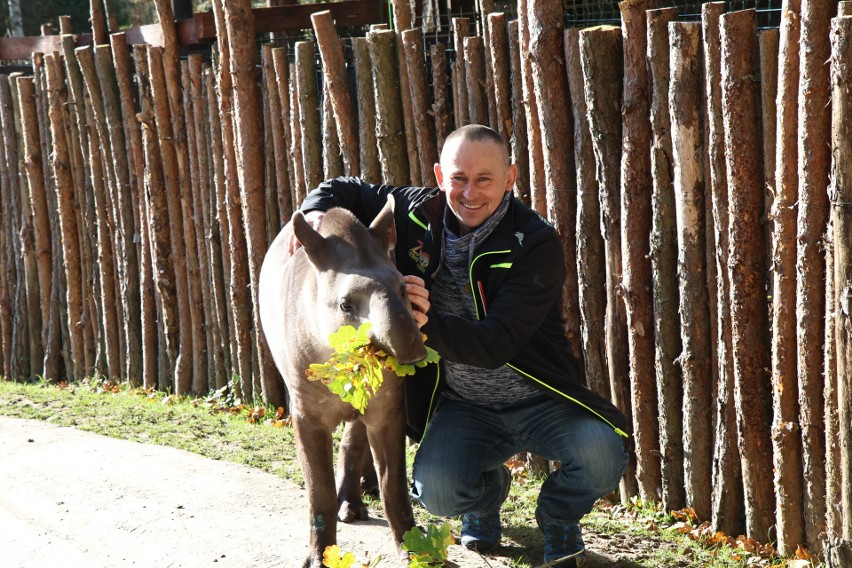 Zoo Leśne Zacisze w Lisowie ma nowego lokatora. Oto tapir...