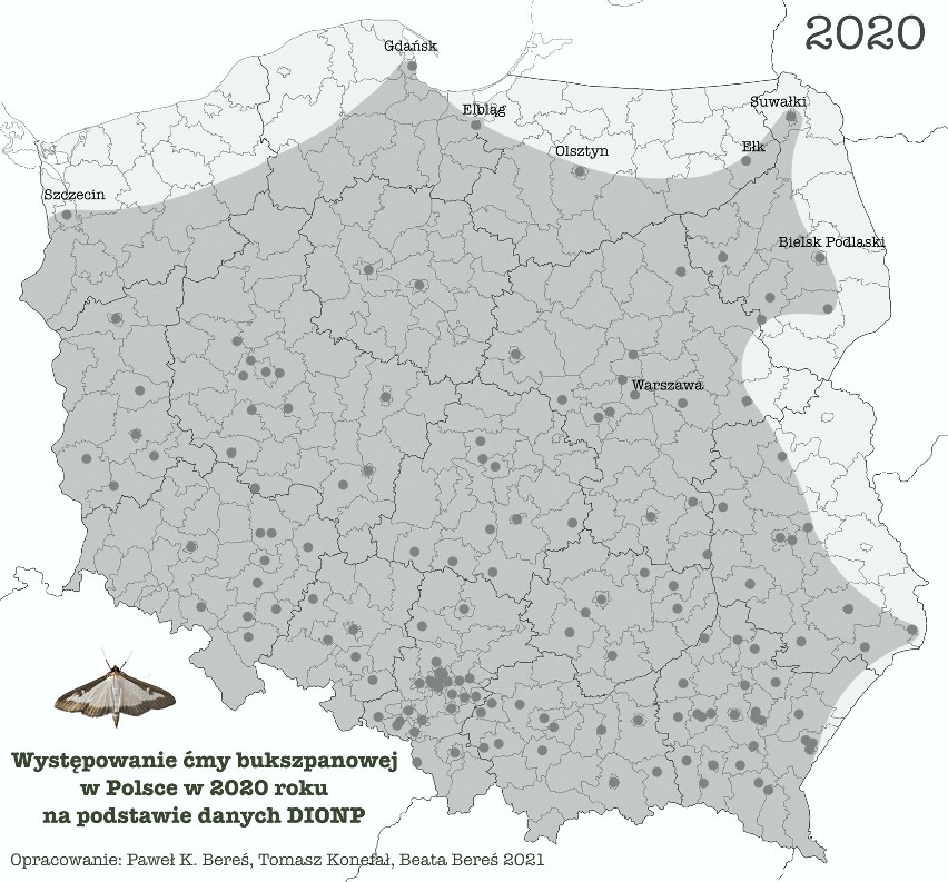 Ćma bukszpanowa znów atakuje w ogrodach. Wszystko, co warto wiedzieć o szkodniku [mapa występowania]