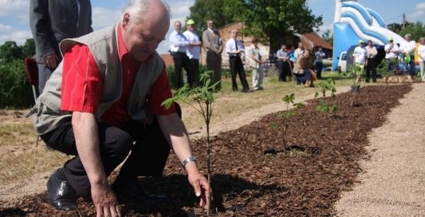 Na zdjęciu Edward Stężały podczas sadzenia kasztanowca.