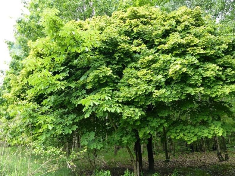 Najwięcej osób wybrało opcję "pozostawienie terenu jakim...