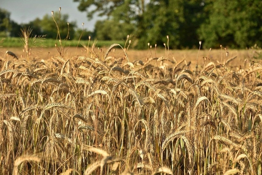 Oglądając te zdjęcia, można poczuć bliskość natury i siłę,...