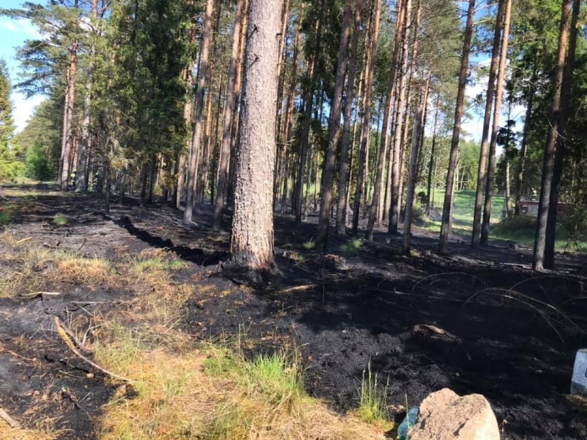 Pożary na terenie powiatu kościerskiego 10.06.2021. W Ludwikowie palił się las, a w Starych Polaszkach drewniany budynek 