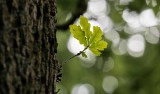 Drzewa w Gorzowie Wielkopolskim idą pod topór, bo są chore. Inne robią miejsce ścieżce dla pieszych i rowerów. Drzewa są już ponumerowane