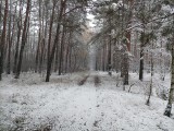W Kujawsko-Pomorskiem nastała łagodna zima. Spodziewajmy się niewielkiego mrozu i przelotnych opadów śniegu 