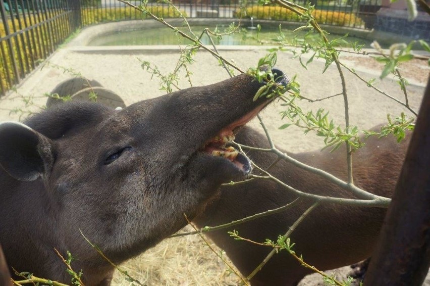 Tapir anta - pokazowe karmienie