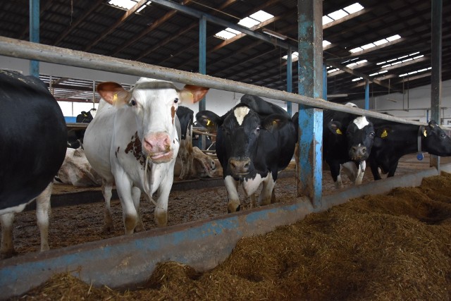 W związku z tym, że rosną koszty produkcji mleka, wielu rolników stara się sprzedawać coraz więcej tego surowca. Ale zapewne nawet to nie wpłynie na obniżenie cen mleka czy masła w sklepach