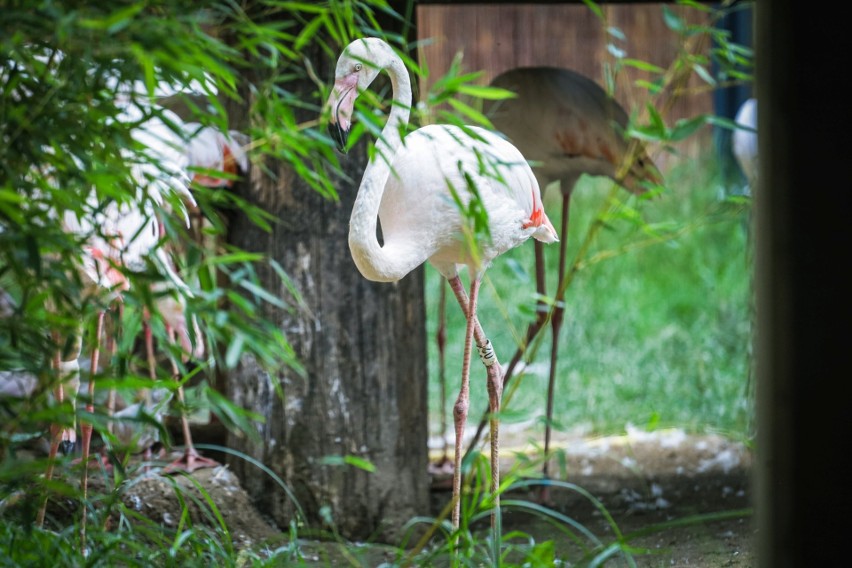 Stado opolskich flamingów liczy już ponad pół setki. Właśnie przybyło 9 puchatych maluchów