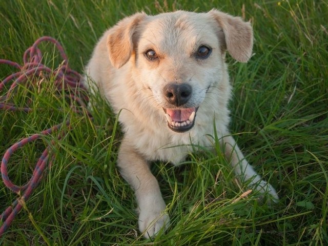 Do punktu zatrzymań zwierząt w Bielawach trafiają bezdomne psy znalezione na terenie gminy Nakło.
