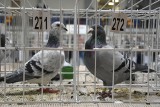 Wystawa gołębi pocztowych w Mroczy. Hodowcy z okręgu Bydgoszcz przywieźli najpiękniejsze ptaki