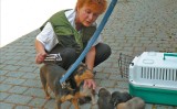 Psi dramat przy ul. Matejki. Zwierzęta udało się uratować