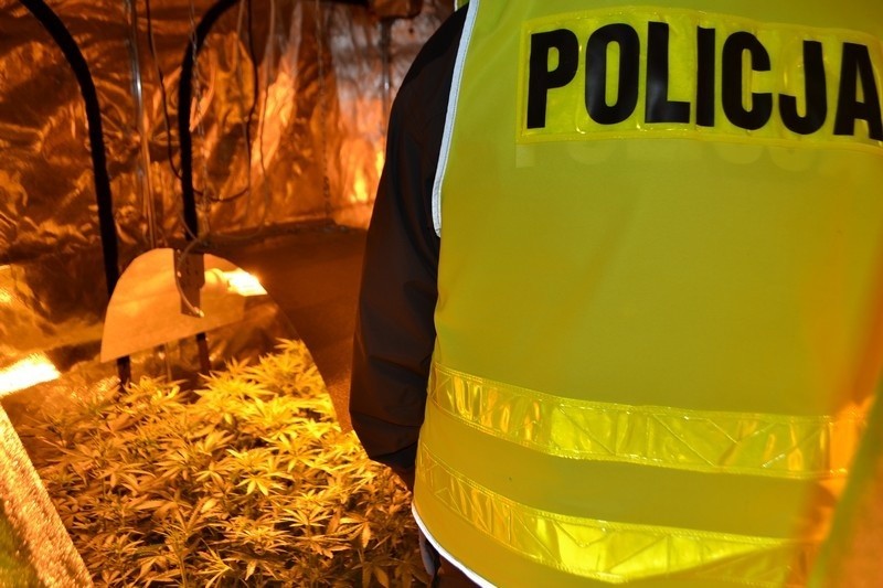 Policjanci zlikwidowali plantację marihuany w gminie...