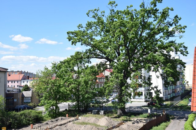 Szacuje się, że pomnik przyrodu przy ulicy Wodnej w Słubicach ma około 200 lat!