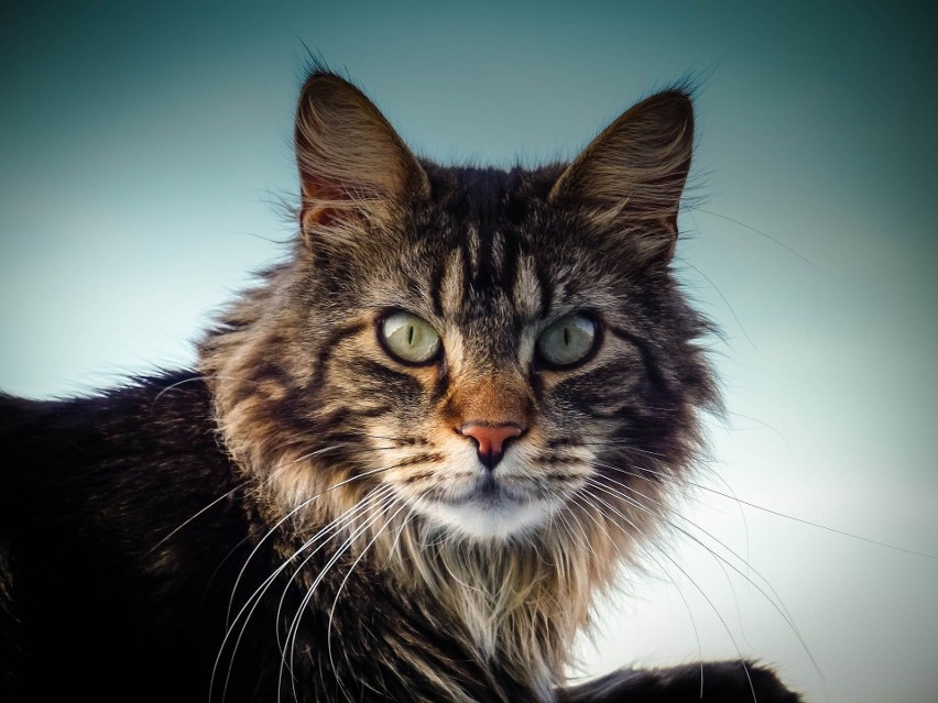 MAINE COON...