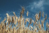 Ceny warzyw i owoców w górę? Susze zaszkodziły plonom. Rolnicy liczą straty 23. 8. 2019