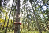 Masz prywatny las? Kończą się dopłaty do lasu 2022! Po raz pierwszy można złożyć wnioski online. Zobacz, jakie warunki trzeba spełnić