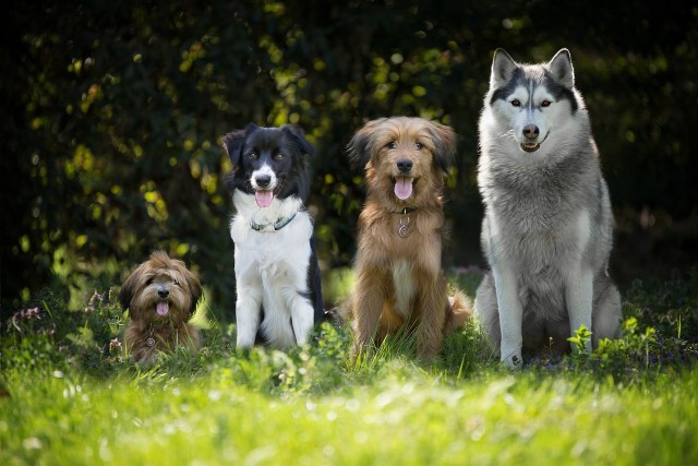 Sprawdź, które rasy psów żyją najdłużej.