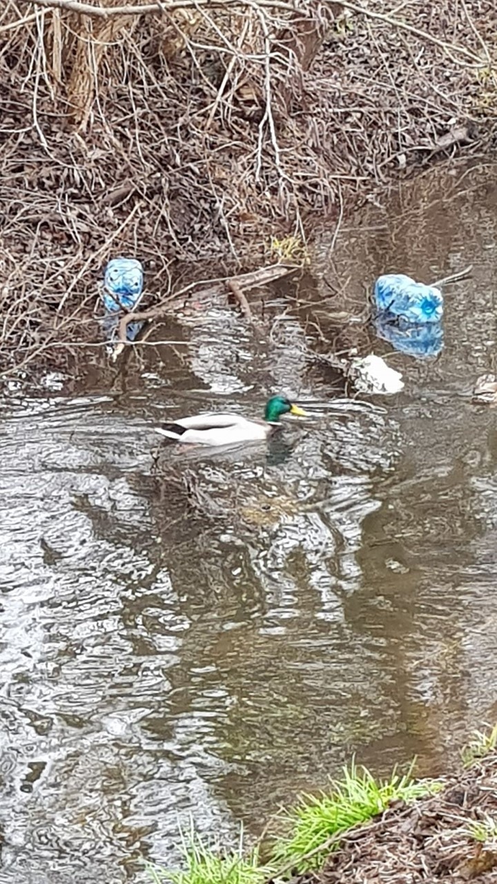 Śmieci nad Strugą Toruńską w okolicach ulicy Bukowej