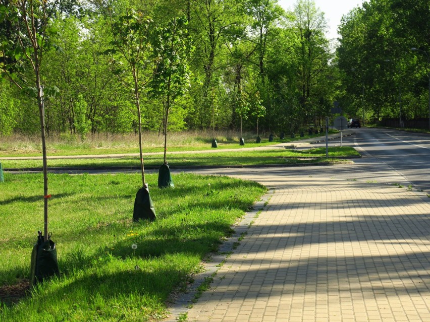 Rybnik wysiewa łąki kwiatowe i sadzi drzewa a kosi w suszy...