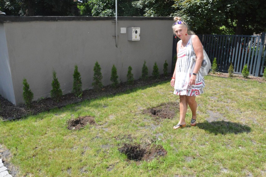 Złodziej kradnie rośliny z ogrodu w centrum Opola.