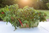 Jak uprawiać papryczkę chili? Urośnie w ogrodzie i na balkonie. Sprawdź, które odmiany są najostrzejsze, a które w miarę łagodne