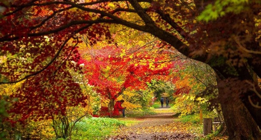 Na "Spacer po czerwonym dywanie" zaprasza arboretum w Rogowie. Będzie można zobaczyć niesamowicie przebarwione klony