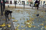 Miejsca wstydu w Zielonej Górze. Zalegające śmieci, niszczejące rudery. Niektóre z tych miejsc są w centrum miasta. Wstyd patrzeć!