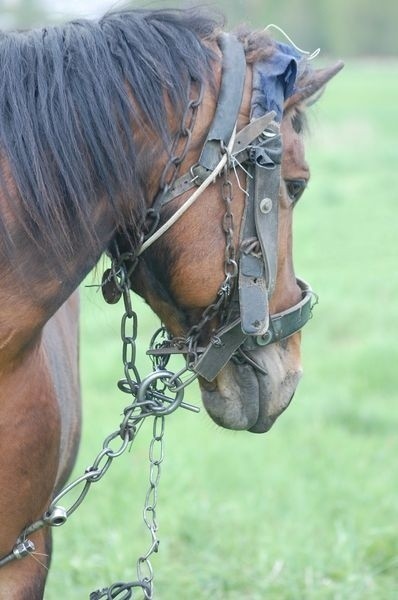 Spętanego łańcuchami konia bez dostępu do wody zastali policjanci w gospodarstwie na obrzeżach Choszczna.
