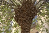 Ogromna rójka pszczół na drzewie przy Centrum Spotkania Kultur w Lublinie. Zobacz wideo