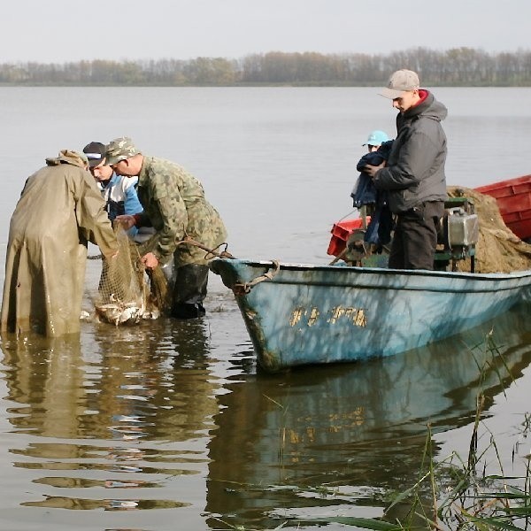 W Łasinie rybacy codziennie wyciągają siecią ryby z jeziora i wywożą do innych akwenów lub na sprzedaż