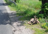 Sarna godzinami konała w męczarniach przy drodze. Bo żaden weterynarz nie chciał pomóc