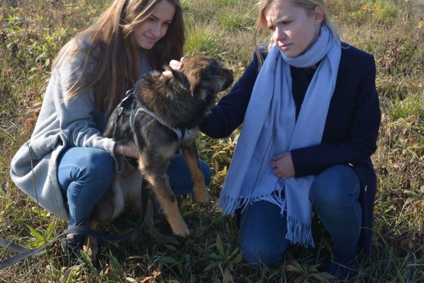  Uczniowie Bartosza zebrali jedzenie i leki dla biednych psów z przytuliska [ZDJĘCIA]