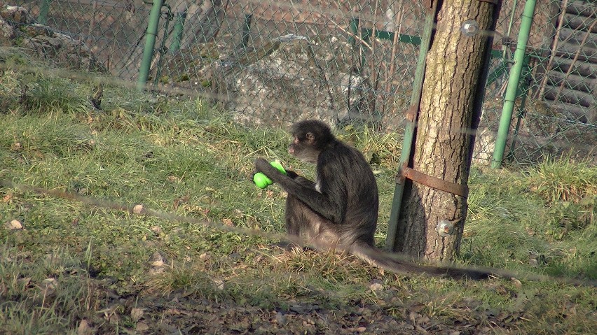 Poznańskie zoo: Cisna, Baloo i inne zwierzaki dostały...