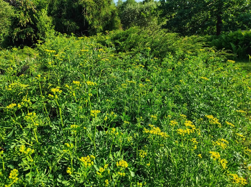 Arboretum w Nadleśnictwie Marcule koło Iłży i Starachowic zaprasza. Można podziwiać niezwykłe gatunki roślin. Zobacz mapę dojazdu