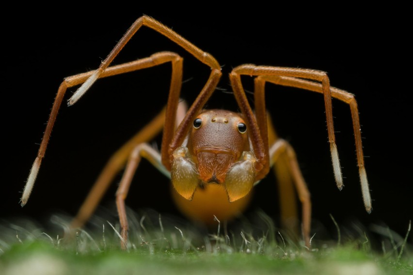 Może wyglądać jak mrówka, ale policz jej nogi - i zwróć...