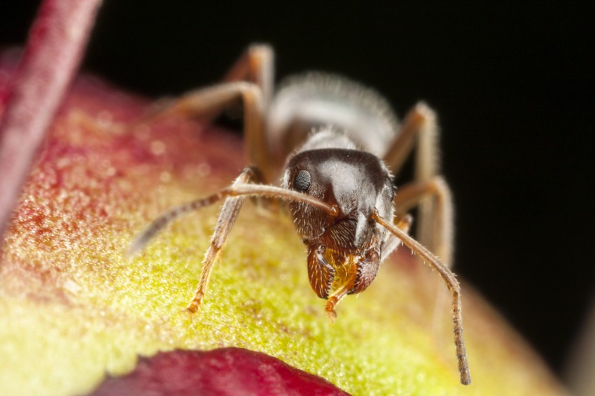 Mrówka faraona: Monomorium pharaonis...