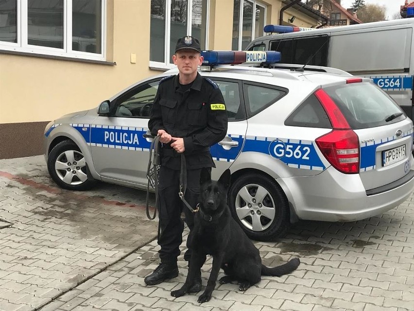 Owczarek niemiecki w służbie policji w Bochni
