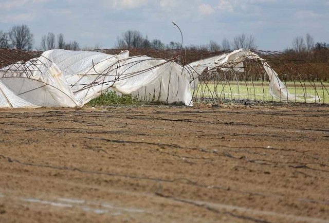 W trakcie majowej nawałnicy zostały zniszczone prawie wszystkie uprawy na terenie, przez który burza przeszła.