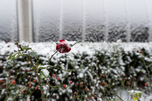 Śnieg zasypał Poznań w niedzielny poranek.Zobacz więcej zdjęć --->>>
