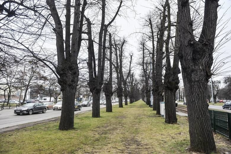 Wycinanie drzew w Alei Lipowej w Gdańsku stało się powodem...