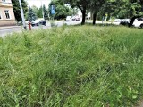 Zaczęło się koszenie trawy na terenach zielonych w Koszalinie