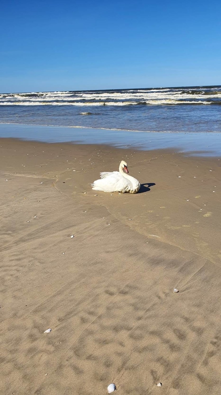 Łabędź na plaży w Kątach Rybackich. Na przyjazd służb turyści czekali kilka godzin