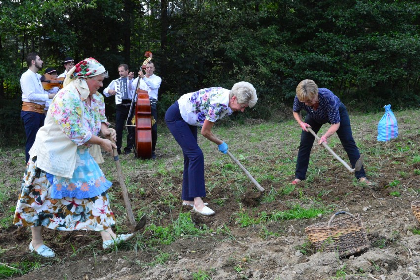 Bogdanówka. Ziemniaki kopią wszędzie, ale tylko „tuka” to specjalność kliszczaków z gminy Tokarnia