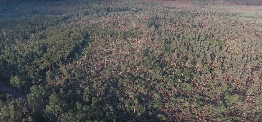 Trwa wielkiego sprzątanie w lasach w okolicach Kuźni...