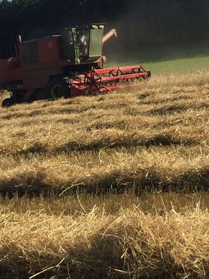 Optymistyczny początek żniw na Kaszubach [ZDJĘCIA]